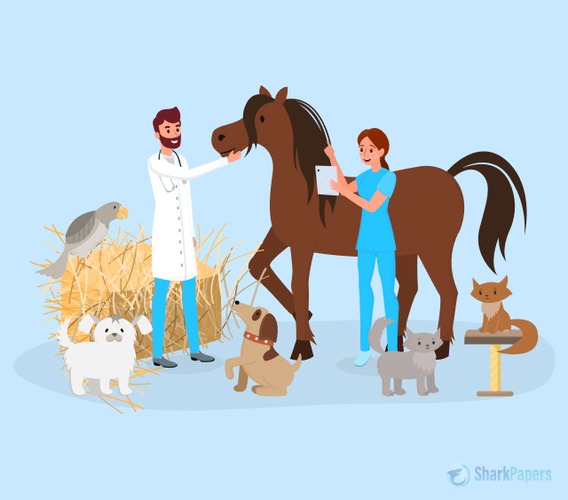 best-vet-schools-in-us
